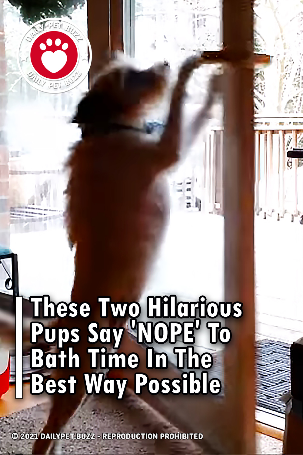 These Two Hilarious Pups Say \'NOPE\' To Bath Time In The Best Way Possible