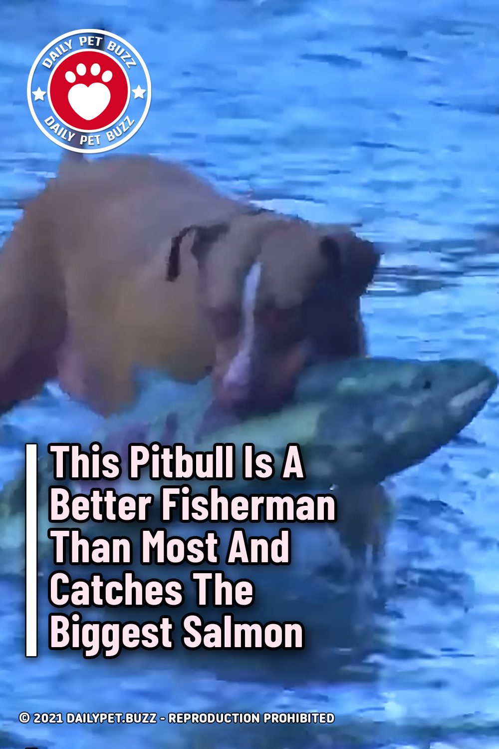 This Pitbull Is A Better Fisherman Than Most And Catches The Biggest Salmon