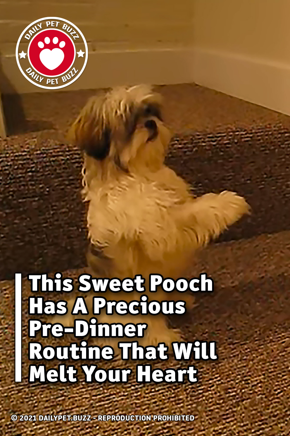 This Sweet Pooch Has A Precious Pre-Dinner Routine That Will Melt Your Heart