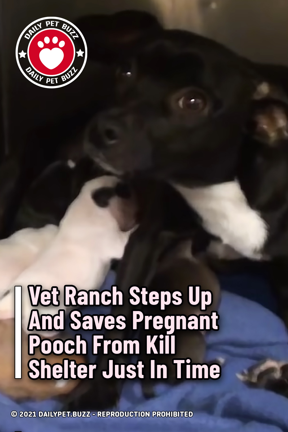 Vet Ranch Steps Up And Saves Pregnant Pooch From Kill Shelter Just In Time