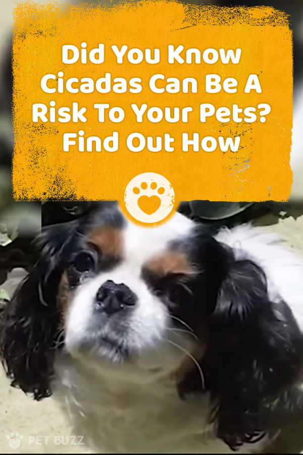 Did You Know Cicadas Can Be A Risk To Your Pets? Find Out How