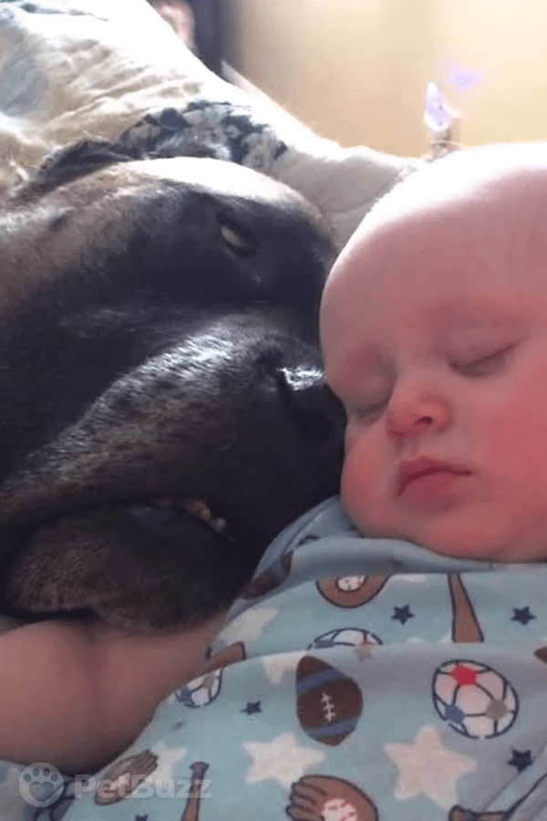 25284-Pinset-Mom-Has-Her-Baby-Boy-Asleep-On-Her-Lap,-As-Well-As-The-Dog-And,-Oh,-Another-Dog-Too