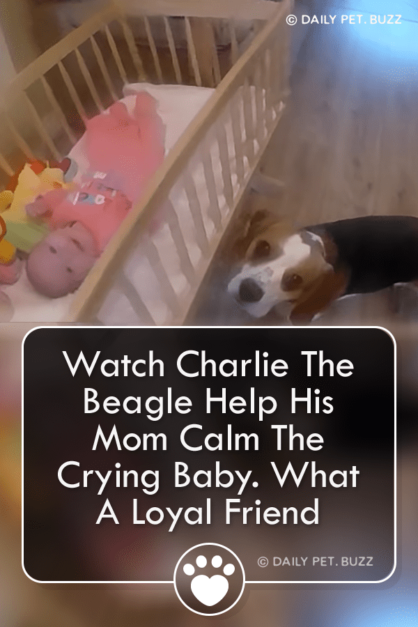 Watch Charlie The Beagle Help His Mom Calm The Crying Baby. What A Loyal Friend