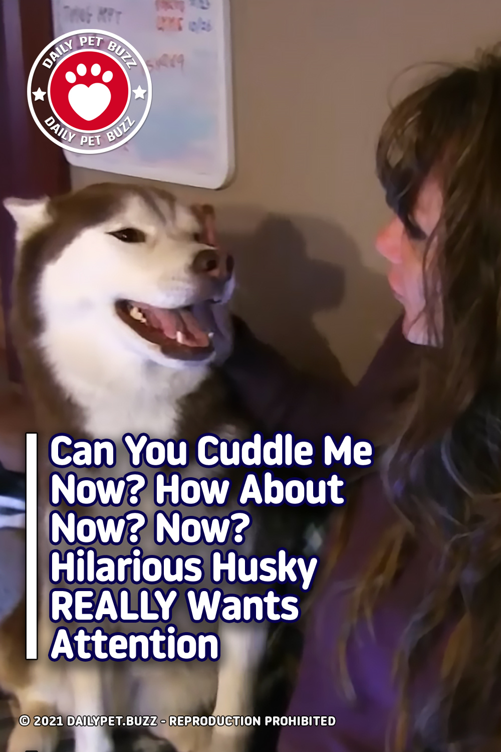 Can You Cuddle Me Now? How About Now? Now? Hilarious Husky REALLY Wants Attention