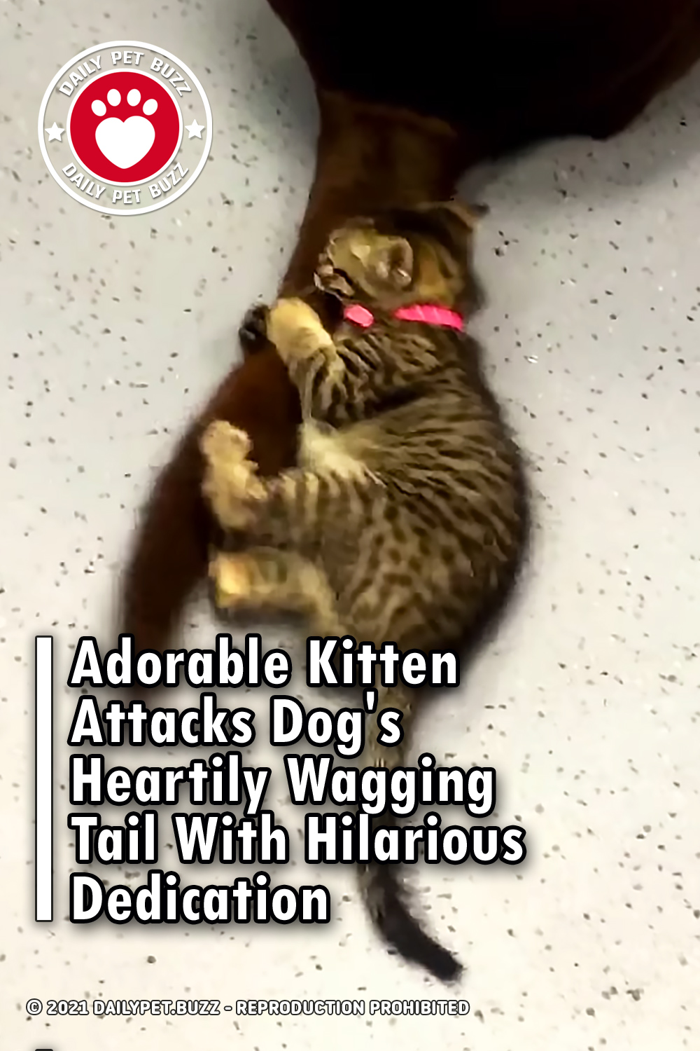 Adorable Kitten Attacks Dog\'s Heartily Wagging Tail With Hilarious Dedication
