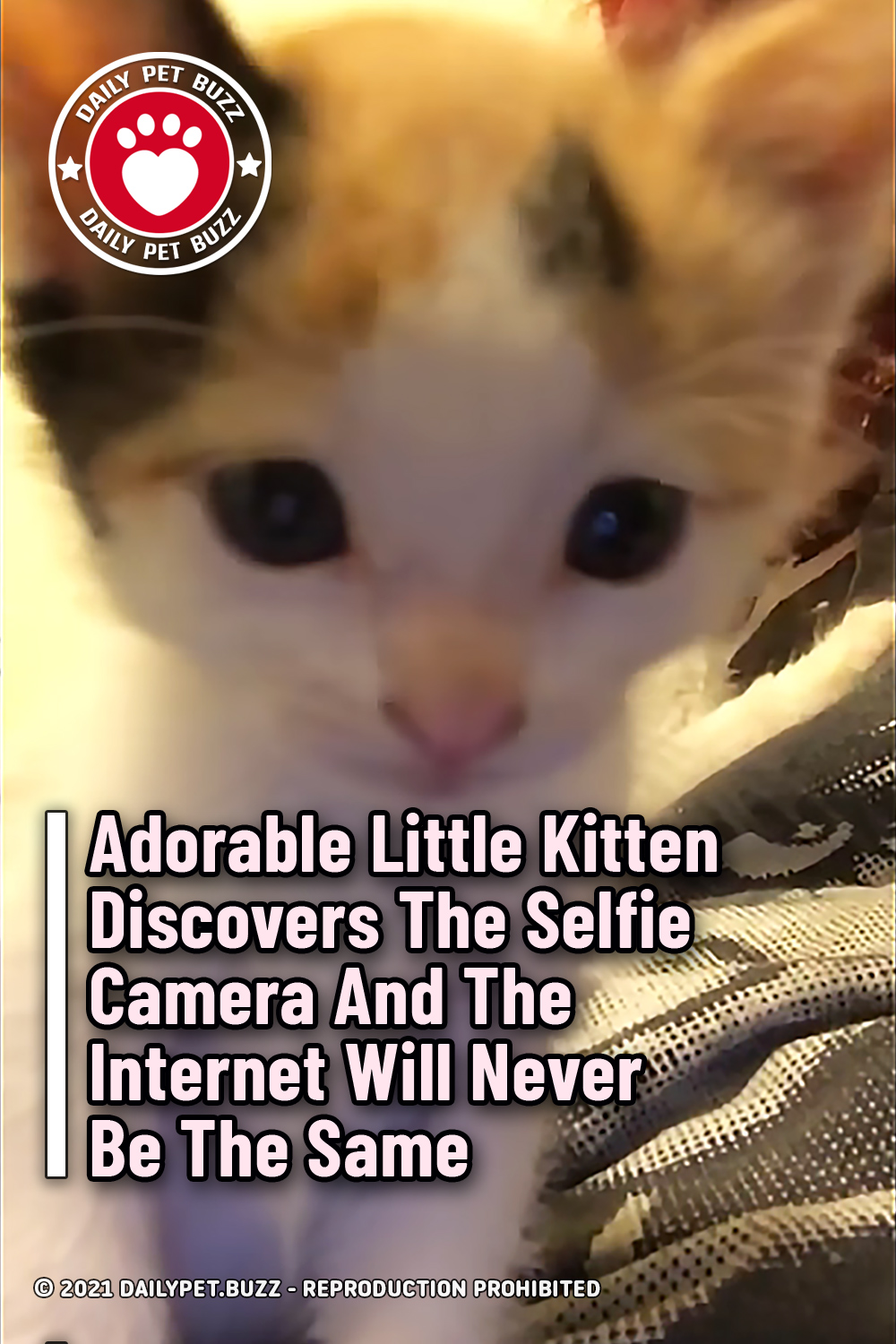 Adorable Little Kitten Discovers The Selfie Camera And The Internet Will Never Be The Same