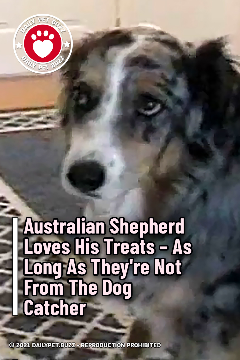 Australian Shepherd Loves His Treats – As Long As They\'re Not From The Dog Catcher