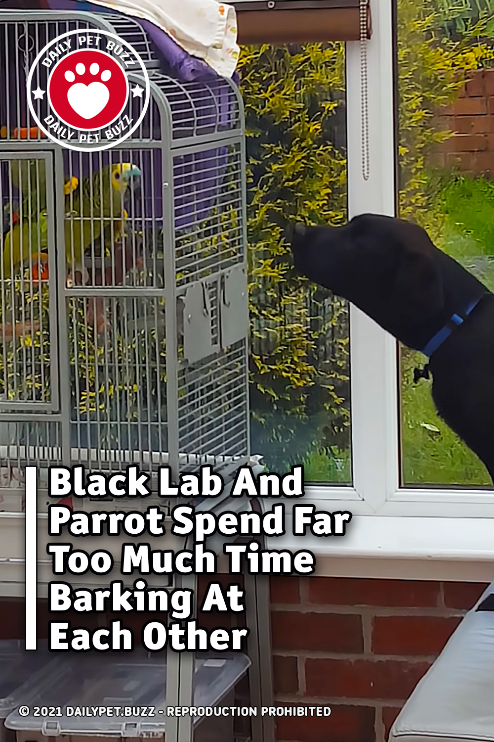 Black Lab And Parrot Spend Far Too Much Time Barking At Each Other