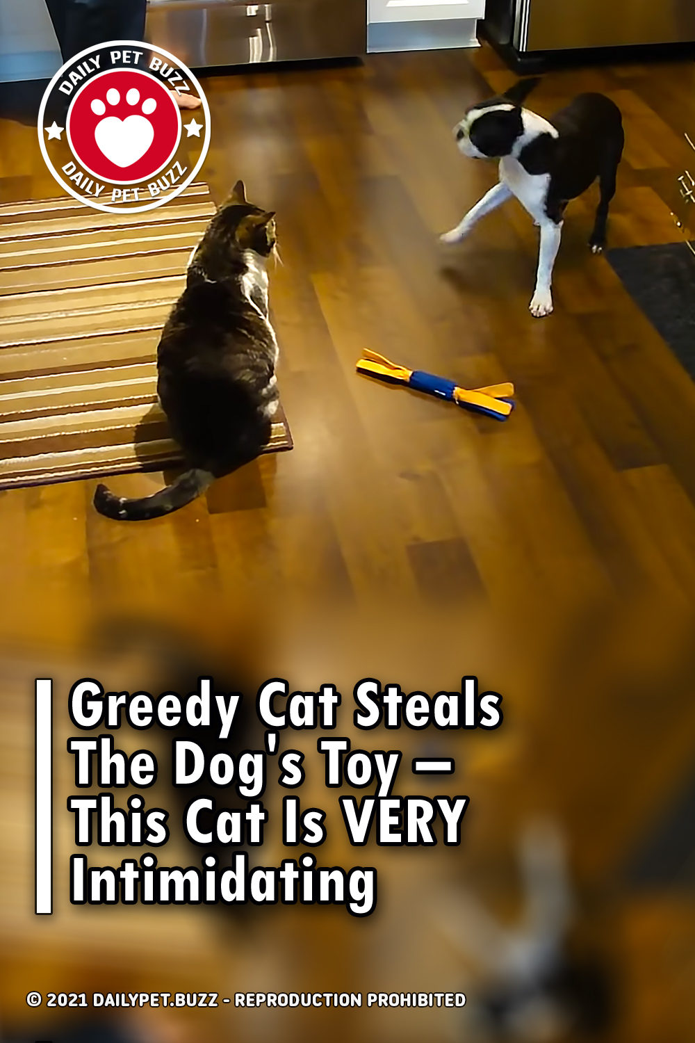 Greedy Cat Steals The Dog\'s Toy – This Cat Is VERY Intimidating