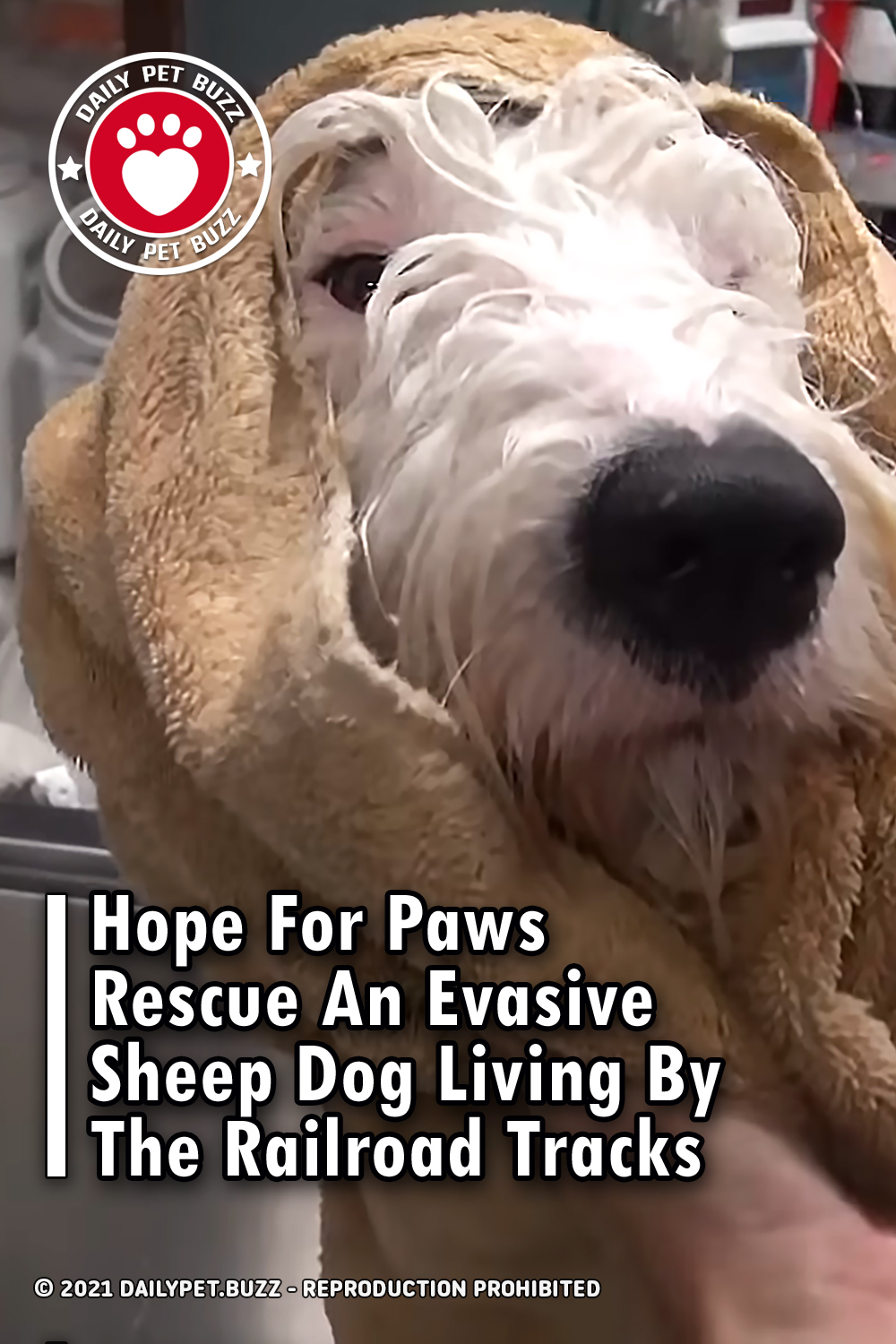 Hope For Paws Rescue An Evasive Sheep Dog Living By The Railroad Tracks