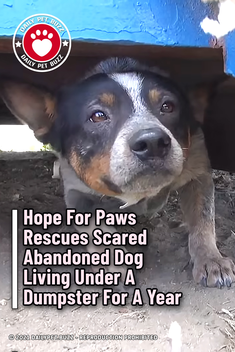 Hope For Paws Rescues Scared Abandoned Dog Living Under A Dumpster For A Year