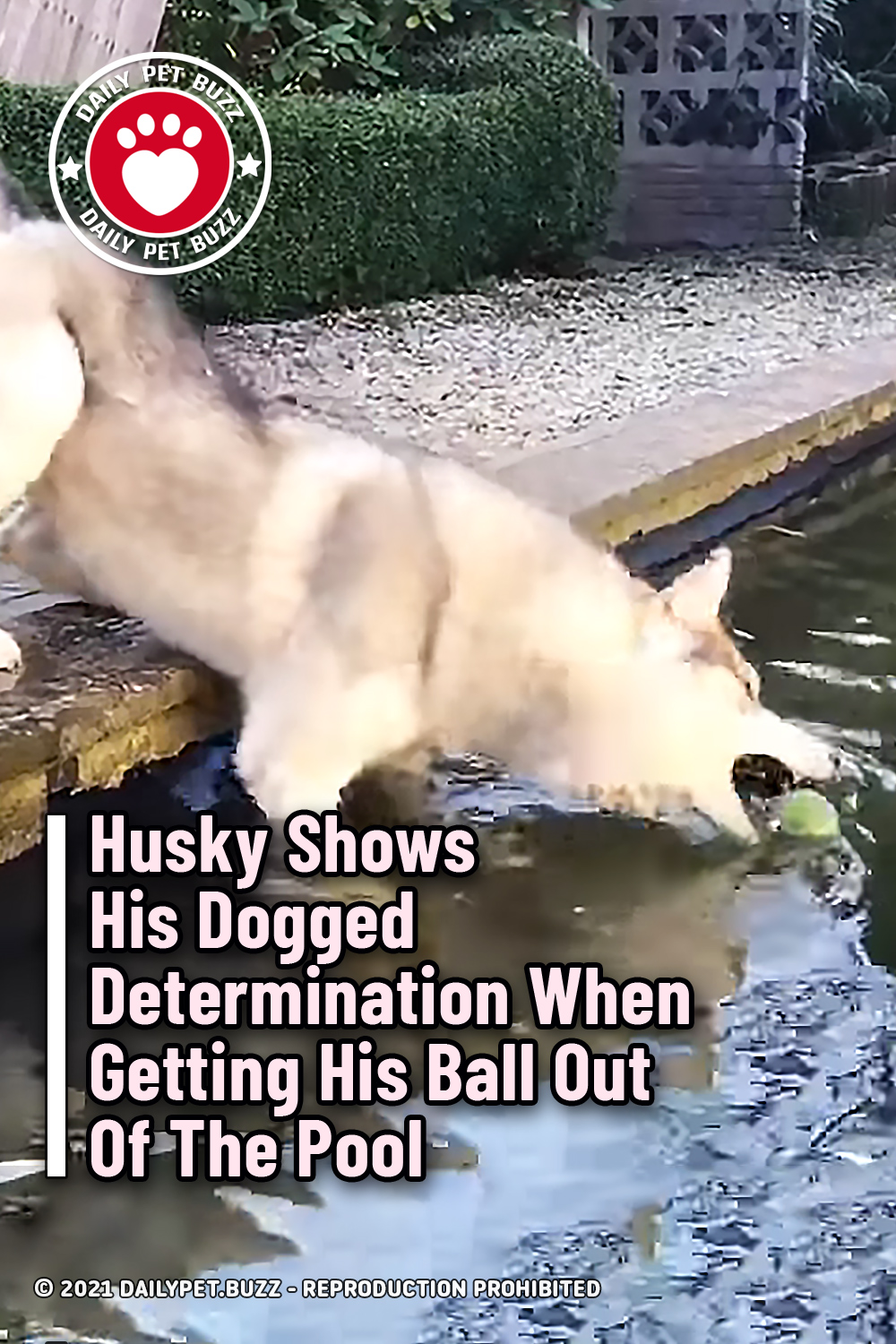 Husky Shows His Dogged Determination When Getting His Ball Out Of The Pool