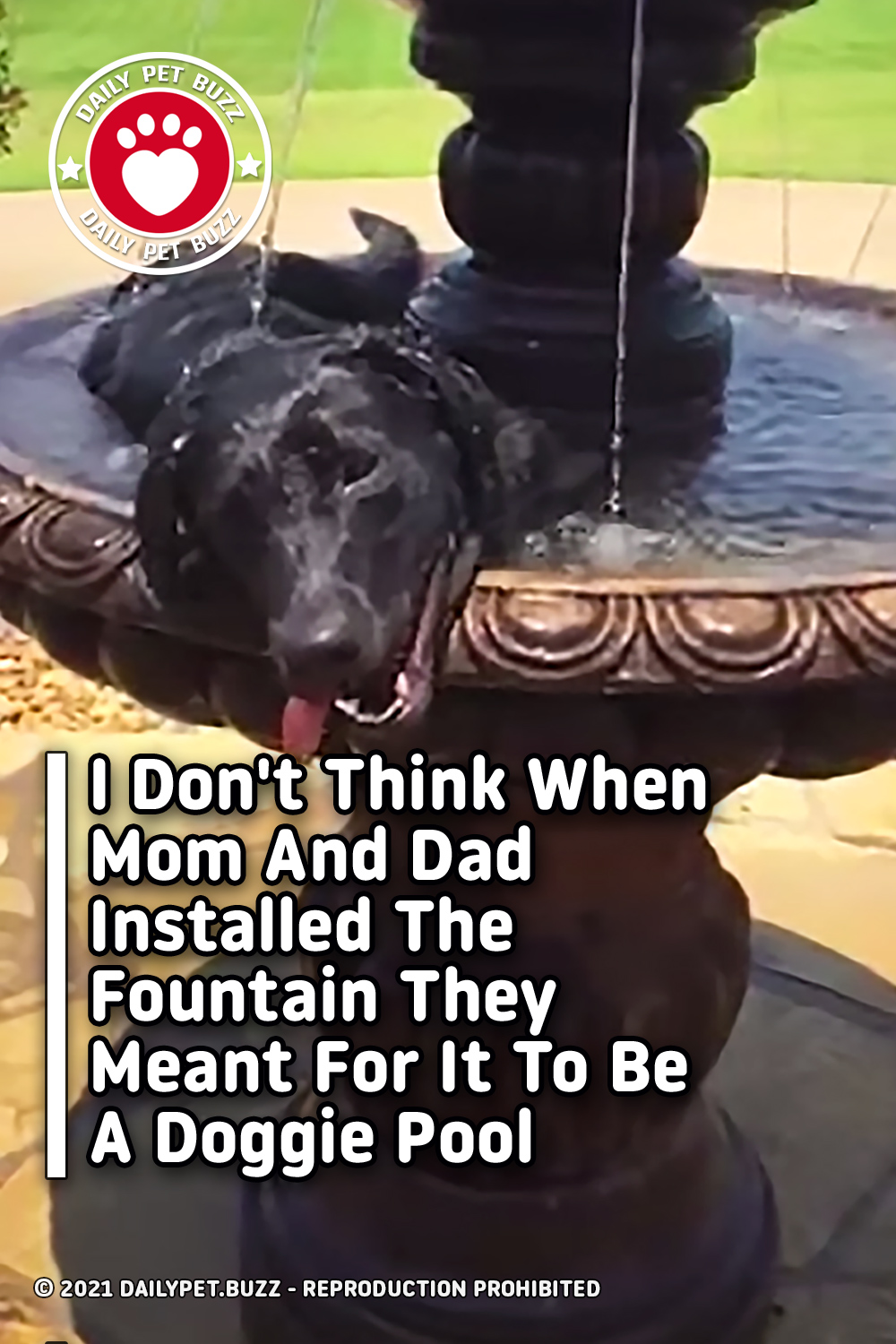 I Don\'t Think When Mom And Dad Installed The Fountain They Meant For It To Be A Doggie Pool
