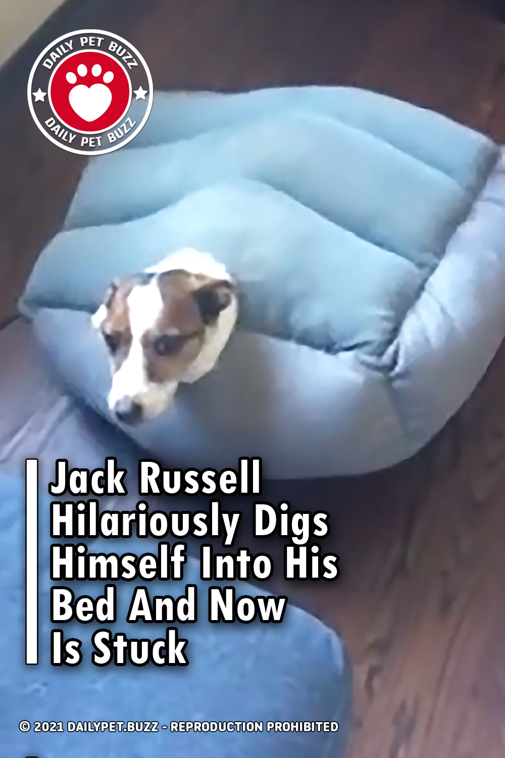 Jack Russell Hilariously Digs Himself Into His Bed And Now Is Stuck