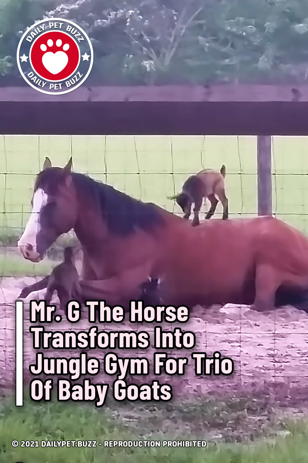 Mr. G The Horse Transforms Into Jungle Gym For Trio Of Baby Goats