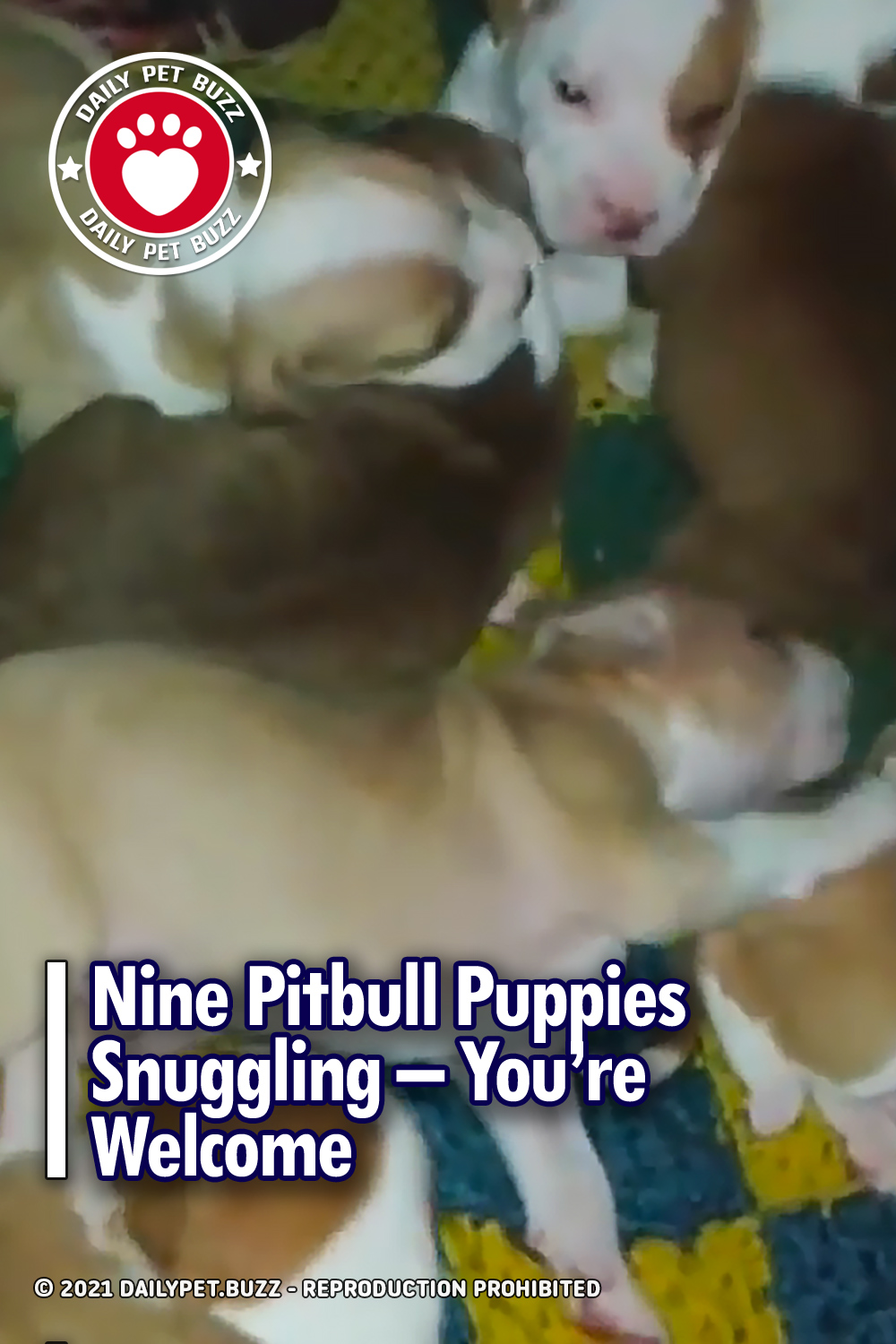 Nine Pitbull Puppies Snuggling – You\'re Welcome