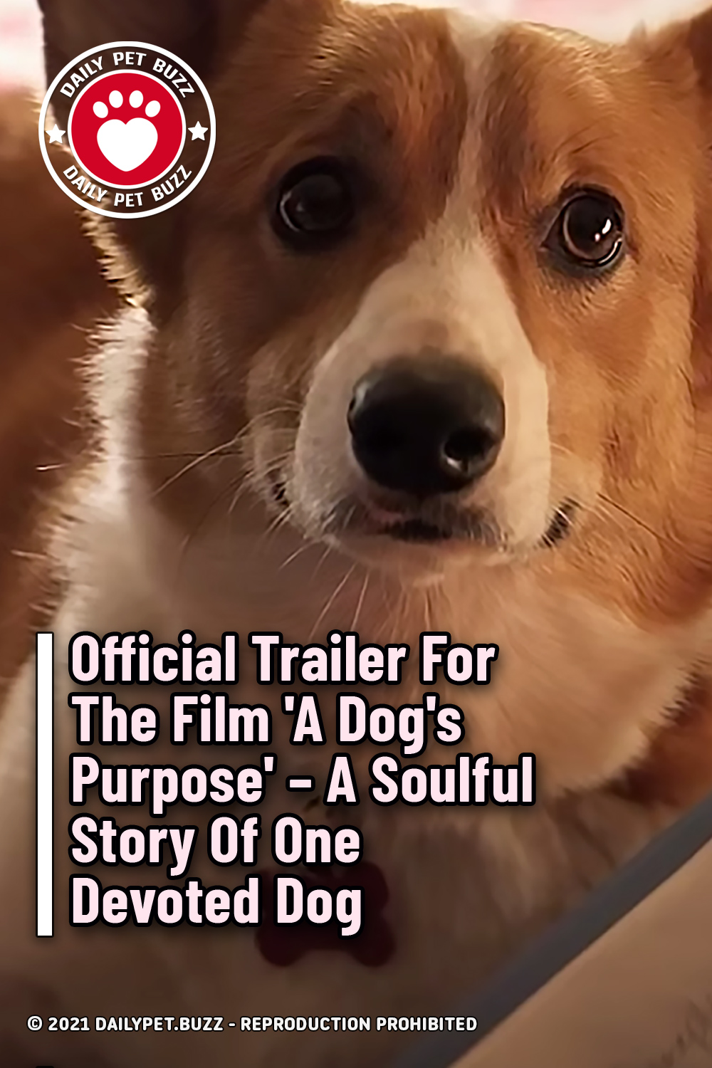 Official Trailer For The Film \'A Dog\'s Purpose\' – A Soulful Story Of One Devoted Dog