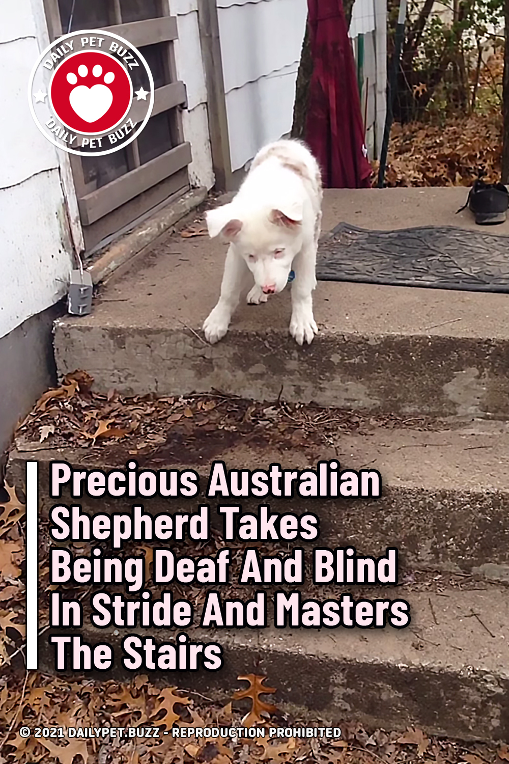 Precious Australian Shepherd Takes Being Deaf And Blind In Stride And Masters The Stairs