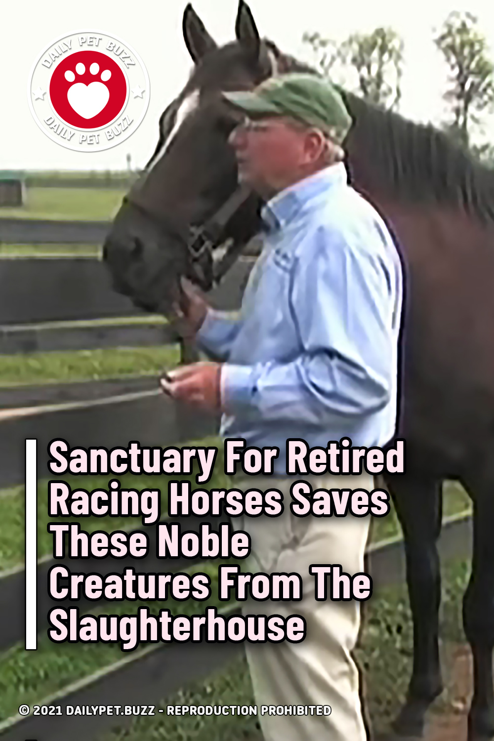 Sanctuary For Retired Racing Horses Saves These Noble Creatures From The Slaughterhouse