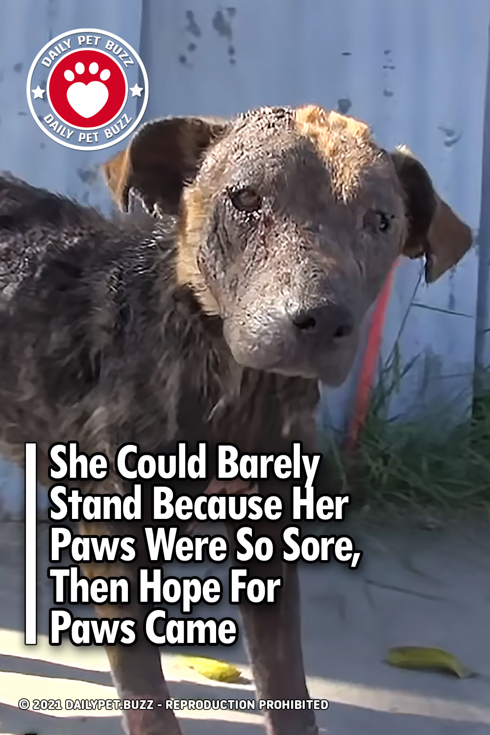 She Could Barely Stand Because Her Paws Were So Sore, Then Hope For Paws Came