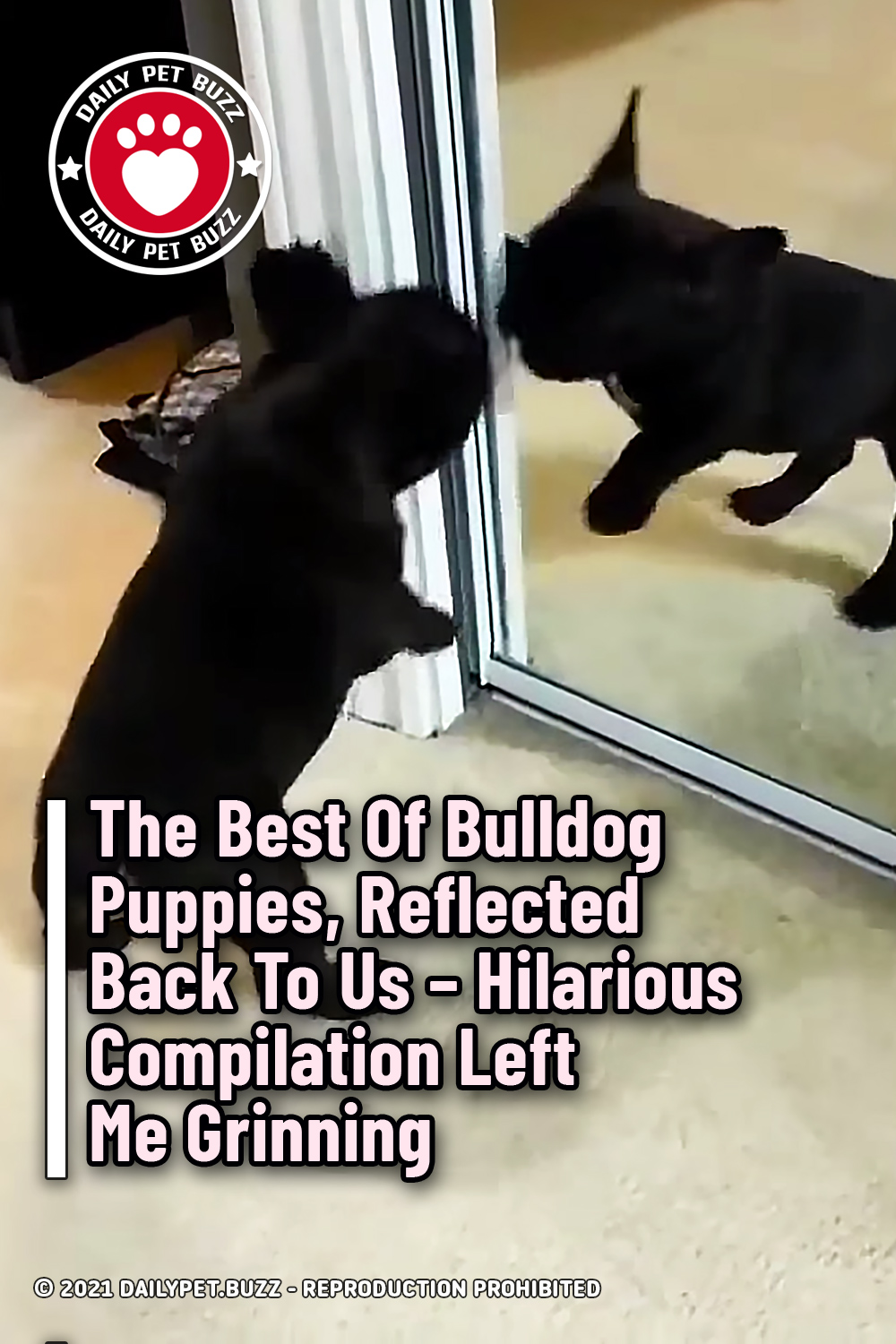 The Best Of Bulldog Puppies, Reflected Back To Us – Hilarious Compilation Left Me Grinning