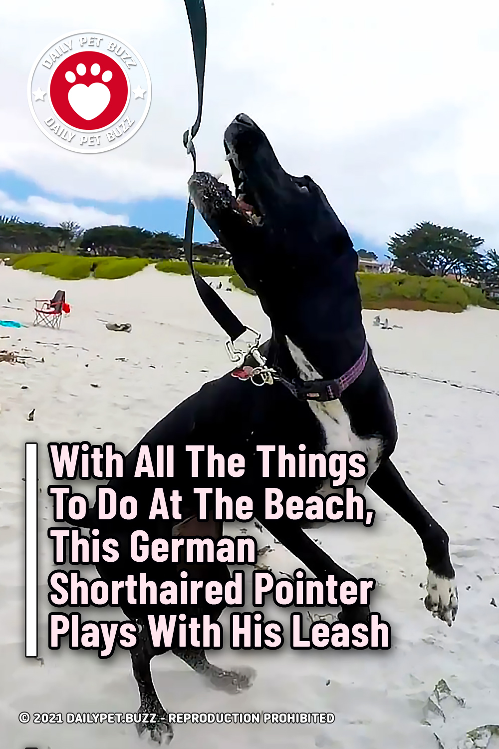 With All The Things To Do At The Beach, This German Shorthaired Pointer Plays With His Leash