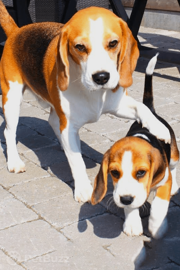 24175-Pinset-This-8-Week-Old-Beagle-Is-the-New-Addition-To-The-Family.-Watch-How-Her-Big-Brother-Welcomes-Her
