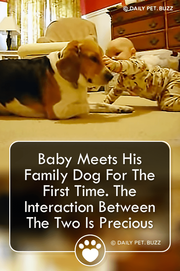 Baby Meets His Family Dog For The First Time. The Interaction Between The Two Is Precious