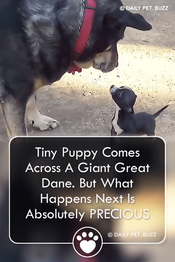 Tiny Puppy Comes Across A Giant Great Dane. But What Happens Next Is Absolutely PRECIOUS