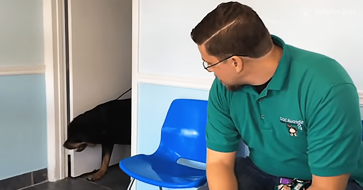 This Man's Rottweiler Went Missing 8 Years Before. Grab The Tissues For This Reunion