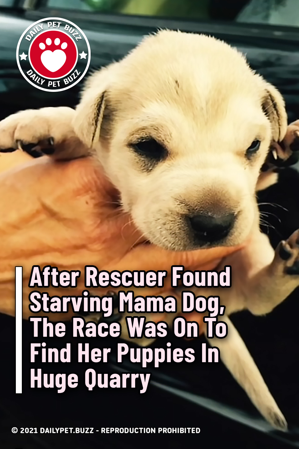 After Rescuer Found Starving Mama Dog, The Race Was On To Find Her Puppies In Huge Quarry