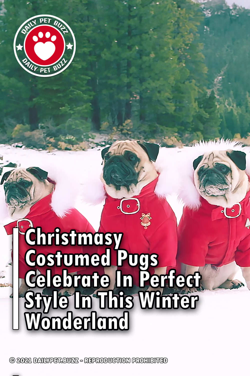 Christmasy Costumed Pugs Celebrate In Perfect Style In This Winter Wonderland