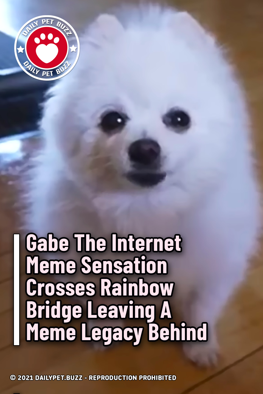 Gabe The Internet Meme Sensation Crosses Rainbow Bridge Leaving A Meme Legacy Behind