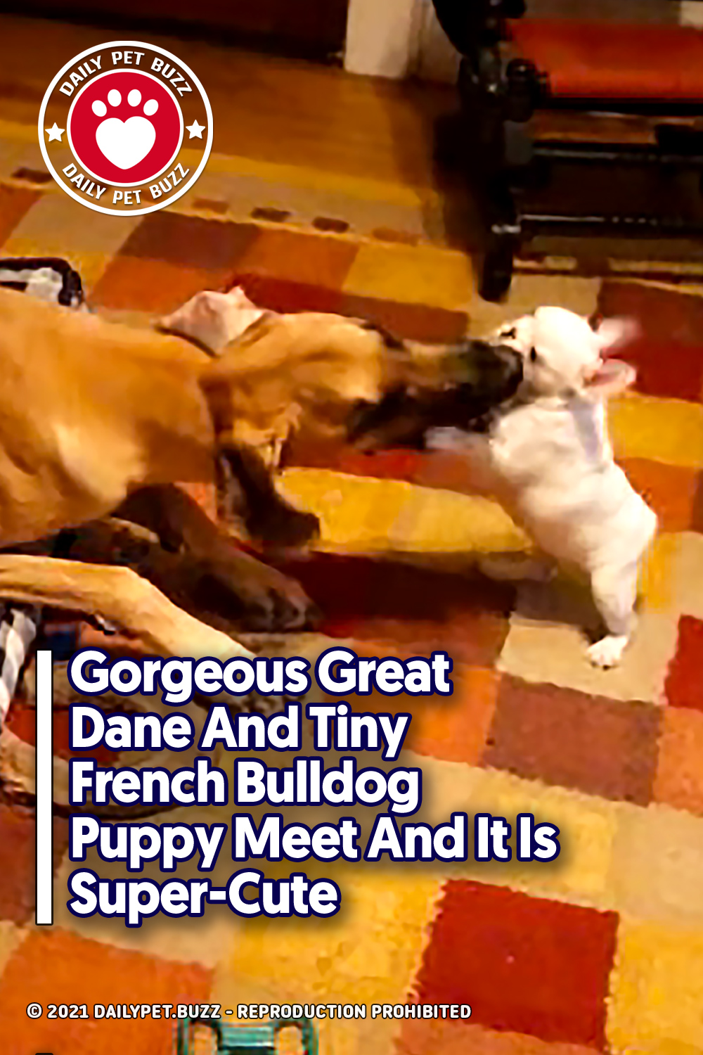 Gorgeous Great Dane And Tiny French Bulldog Puppy Meet And It Is Super-Cute