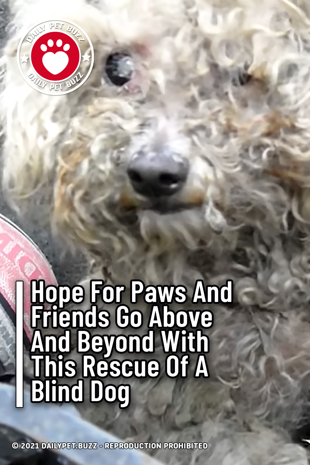 Hope For Paws And Friends Go Above And Beyond With This Rescue Of A Blind Dog
