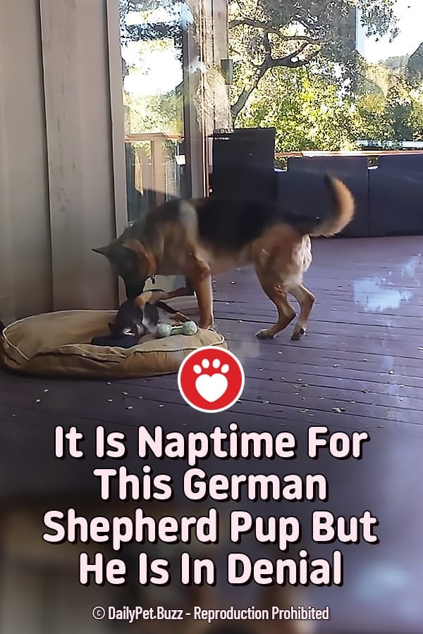 It Is Naptime For This German Shepherd Pup But He Is In Denial