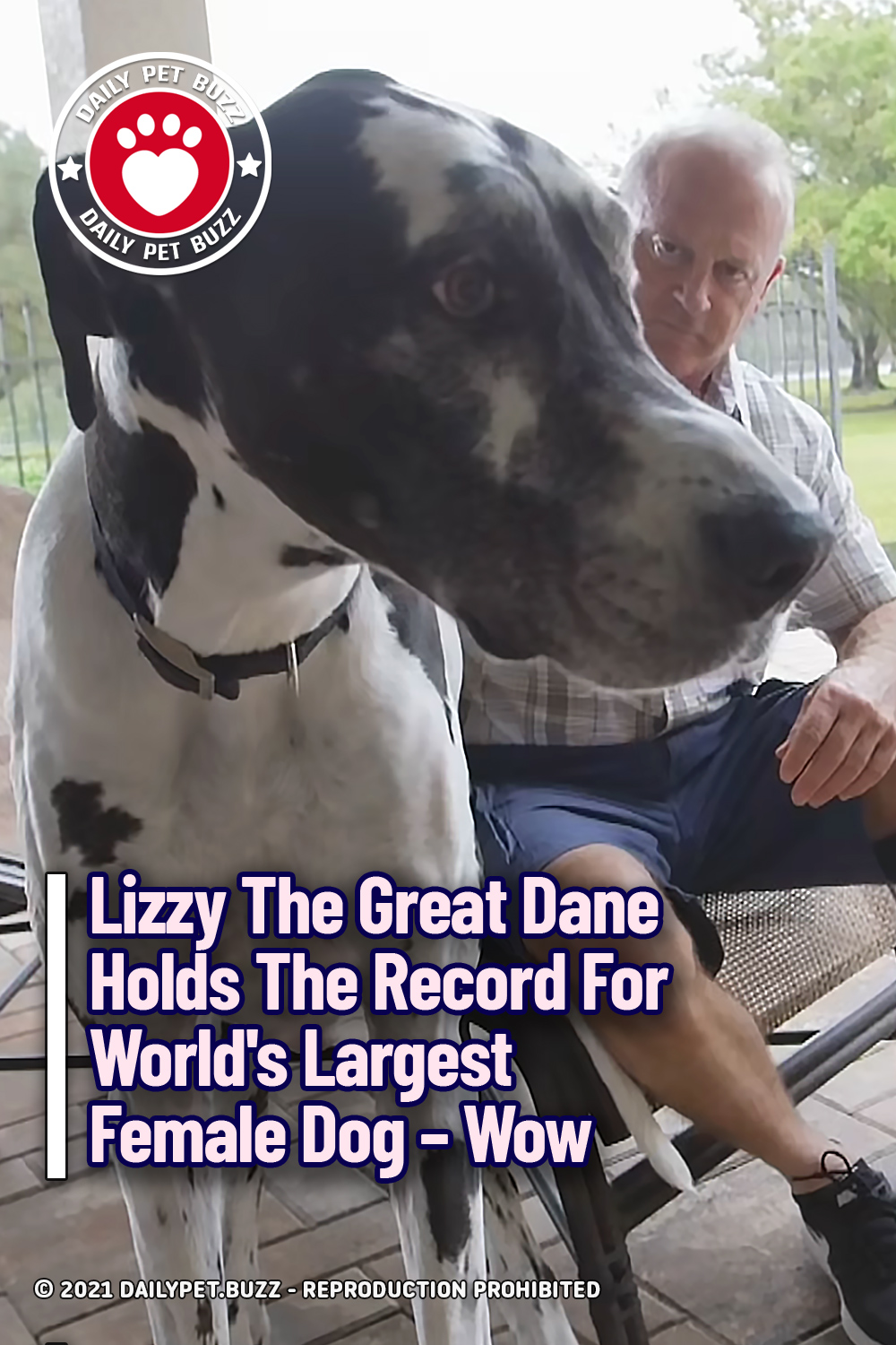 Lizzy The Great Dane Holds The Record For World\'s Largest Female Dog – Wow