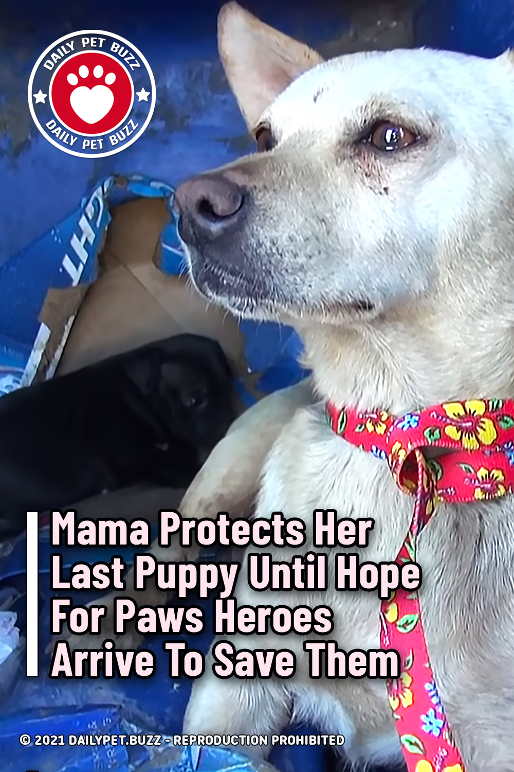 Mama Protects Her Last Puppy Until Hope For Paws Heroes Arrive To Save Them
