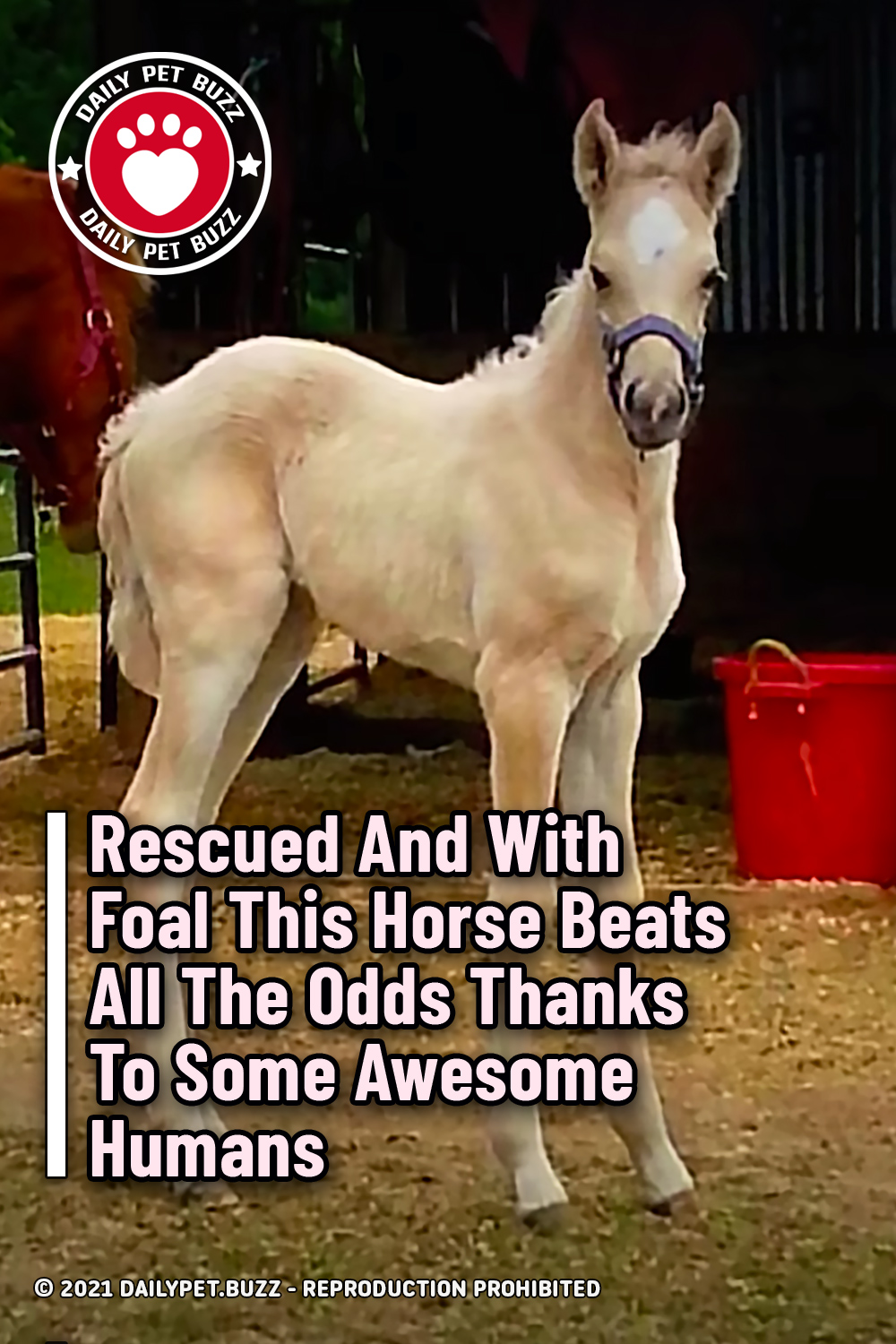 Rescued And With Foal This Horse Beats All The Odds Thanks To Some Awesome Humans