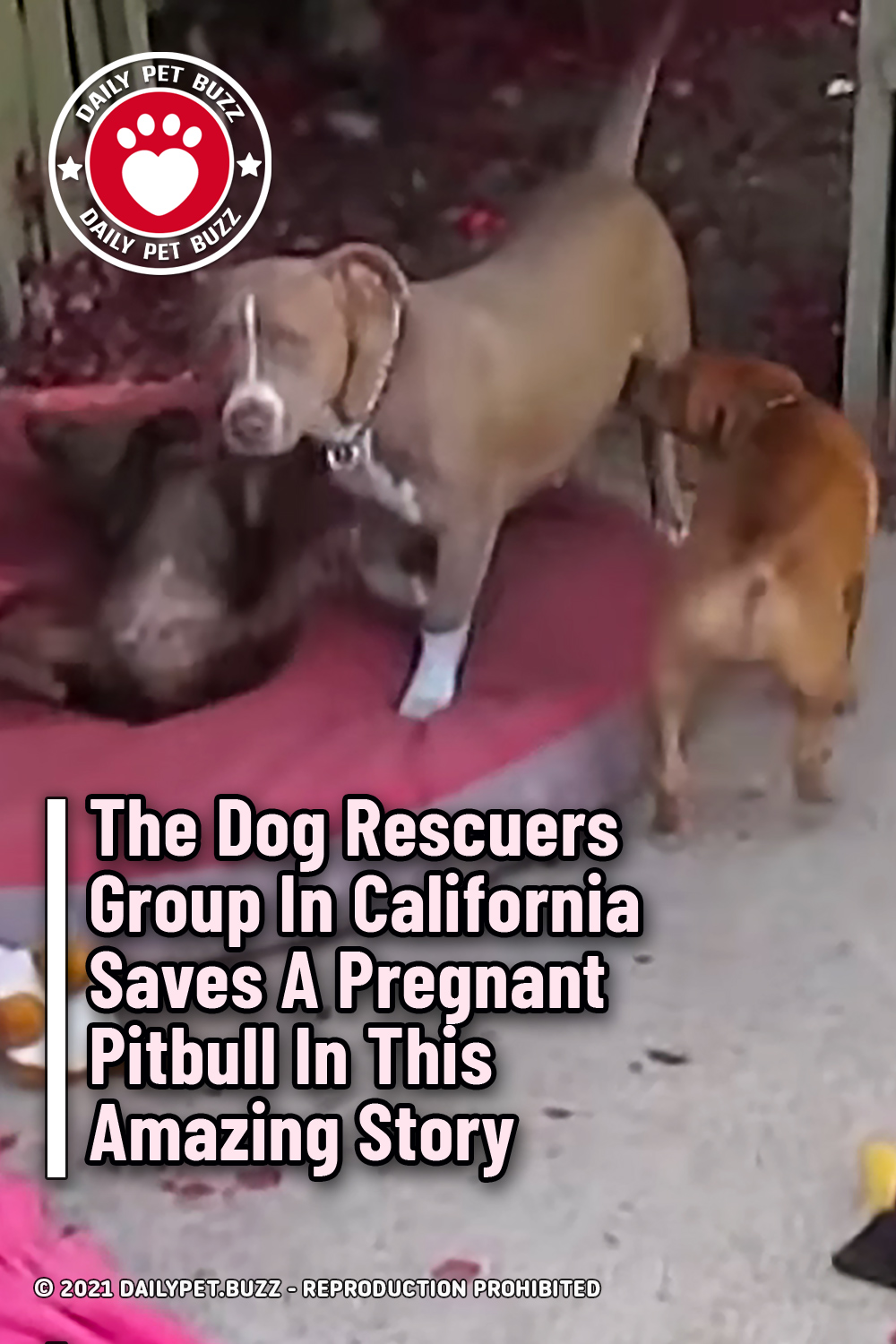 The Dog Rescuers Group In California Saves A Pregnant Pitbull In This Amazing Story