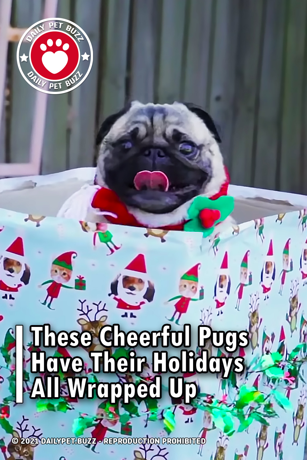 These Cheerful Pugs Have Their Holidays All Wrapped Up