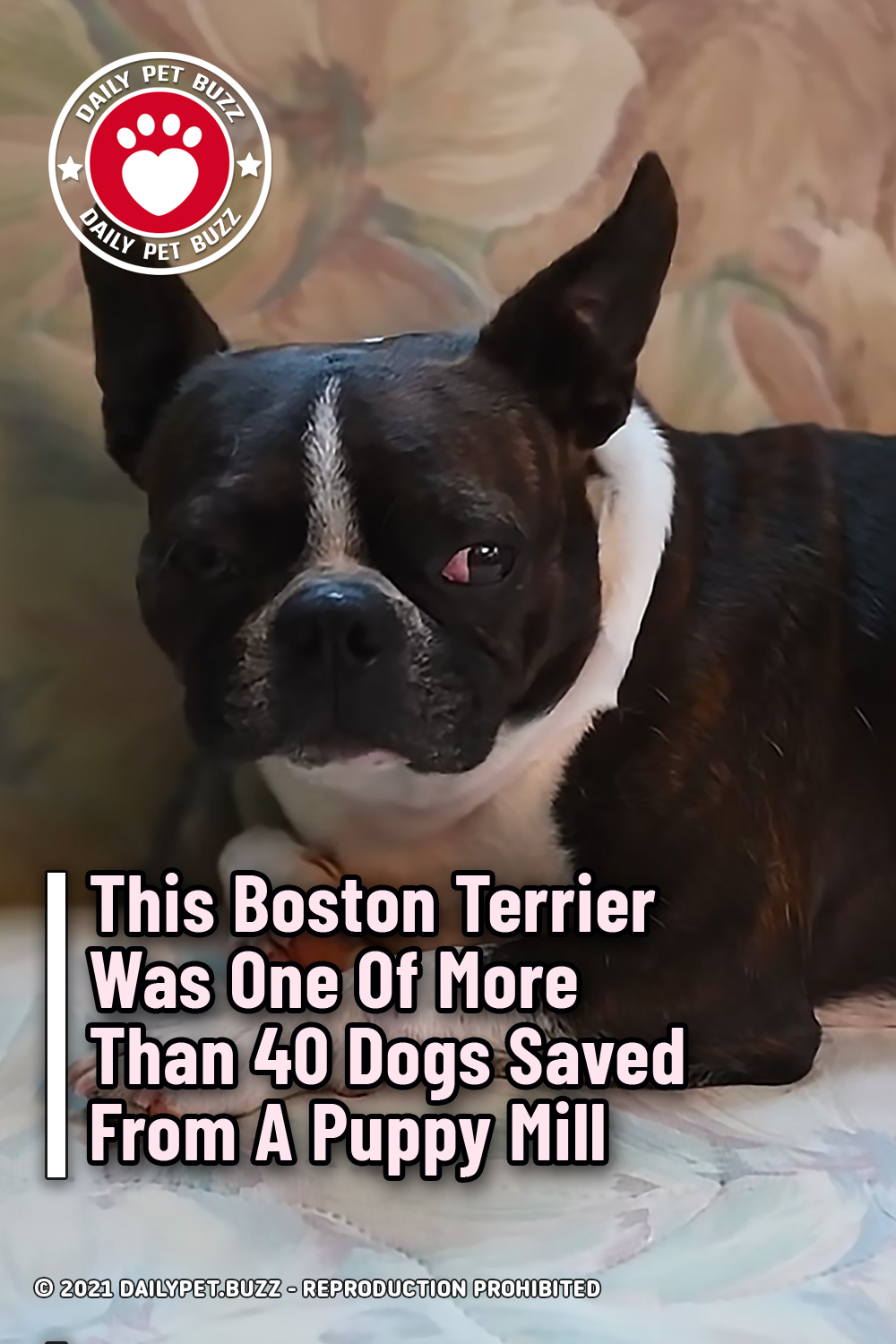 This Boston Terrier Was One Of More Than 40 Dogs Saved From A Puppy Mill