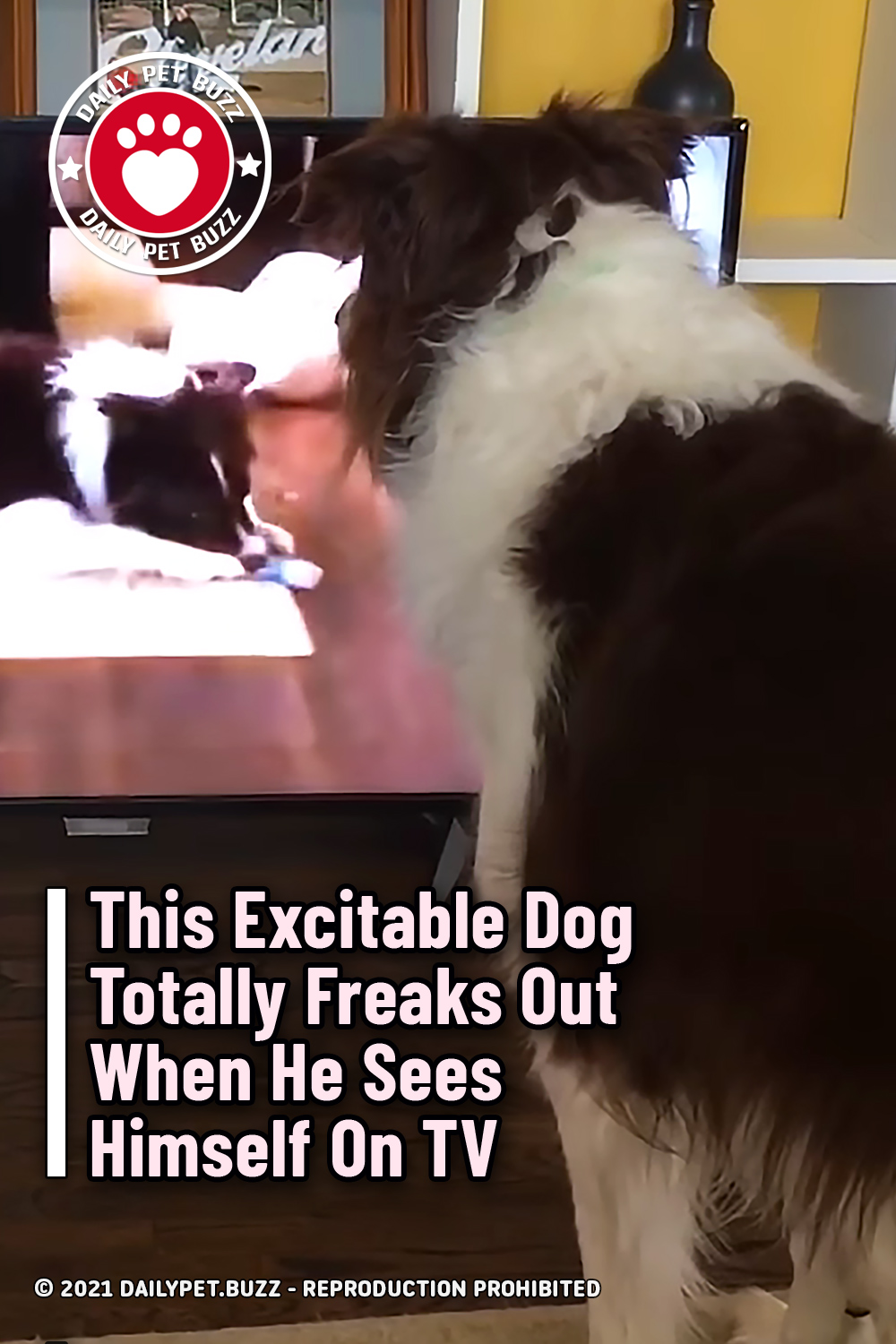 This Excitable Dog Totally Freaks Out When He Sees Himself On TV