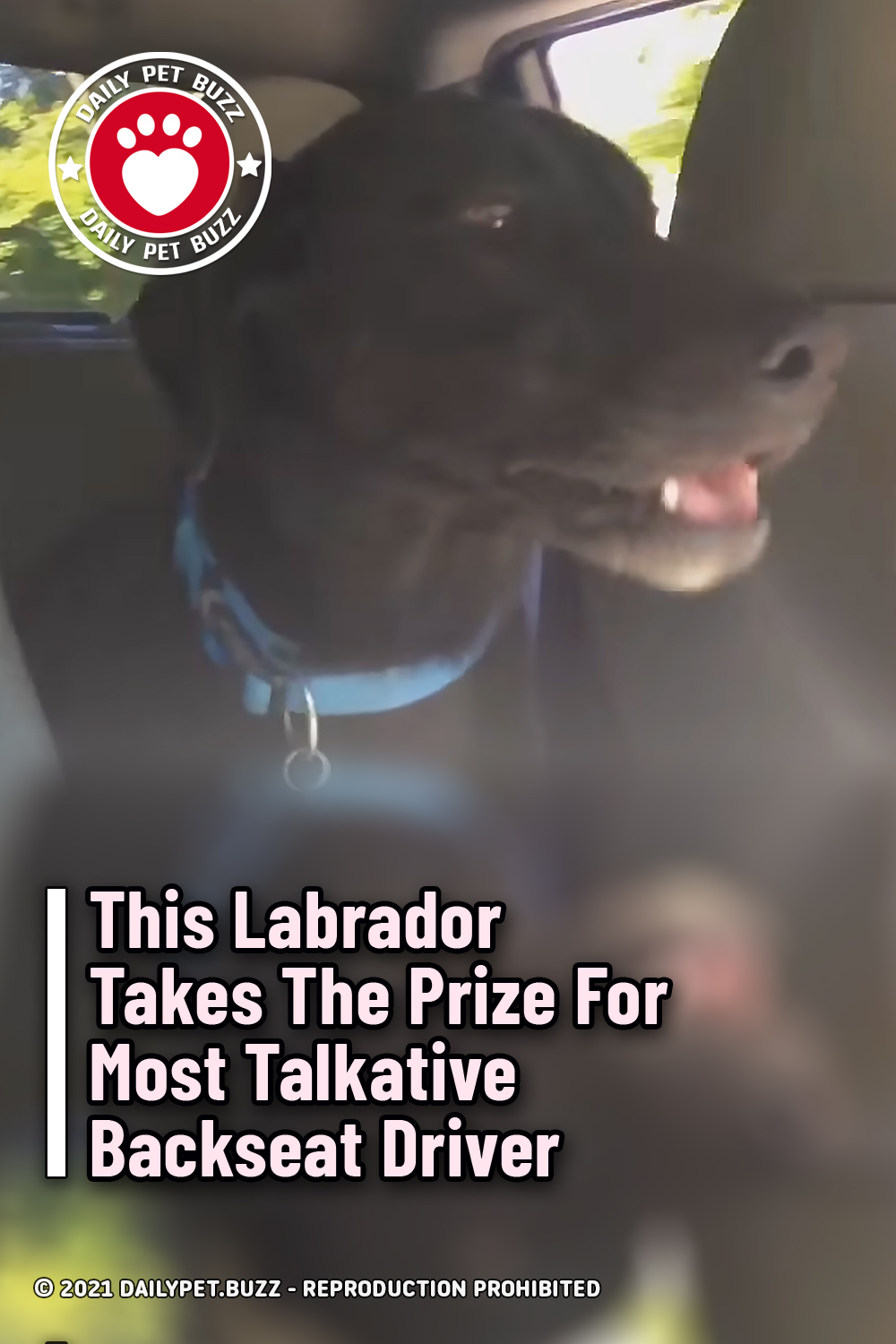 This Labrador Takes The Prize For Most Talkative Backseat Driver