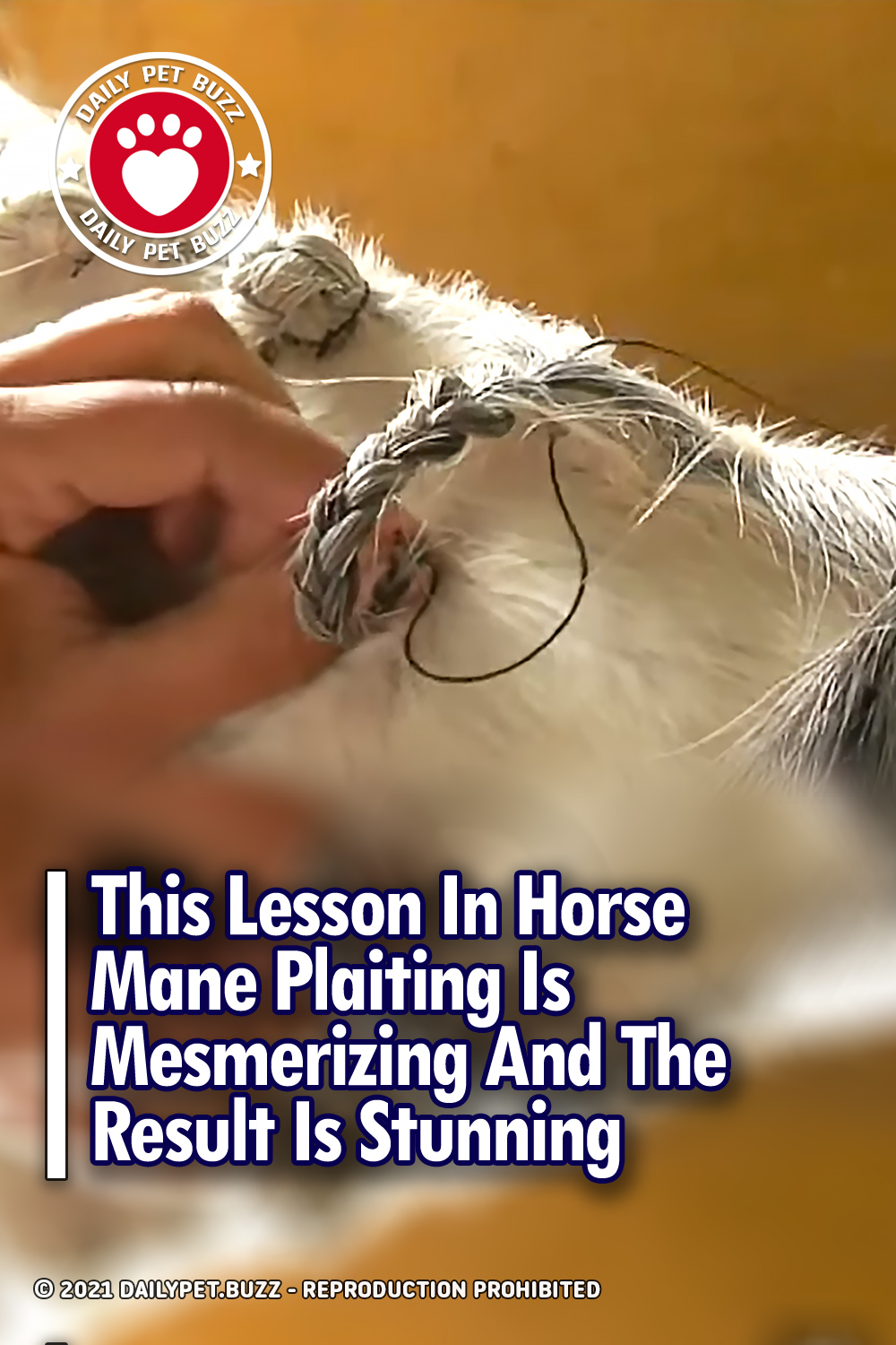 This Lesson In Horse Mane Plaiting Is Mesmerizing And The Result Is Stunning