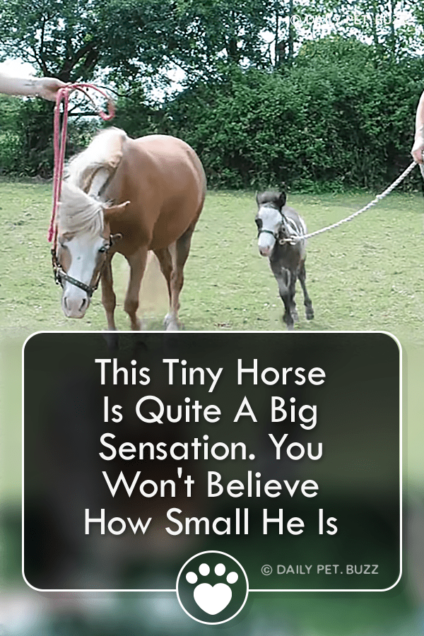 This Tiny Horse Is Quite A Big Sensation. You Won\'t Believe How Small He Is