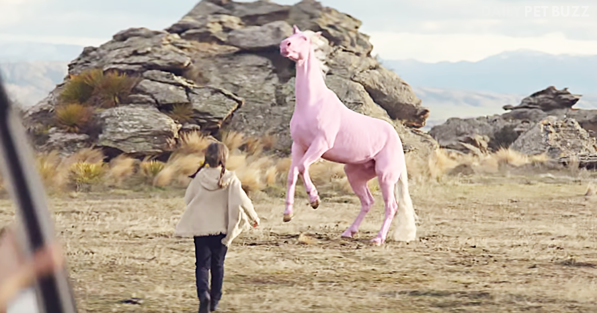 This Man Will Drive Wherever Needed To Find A Very Specific Horse For His Precious Daughter 