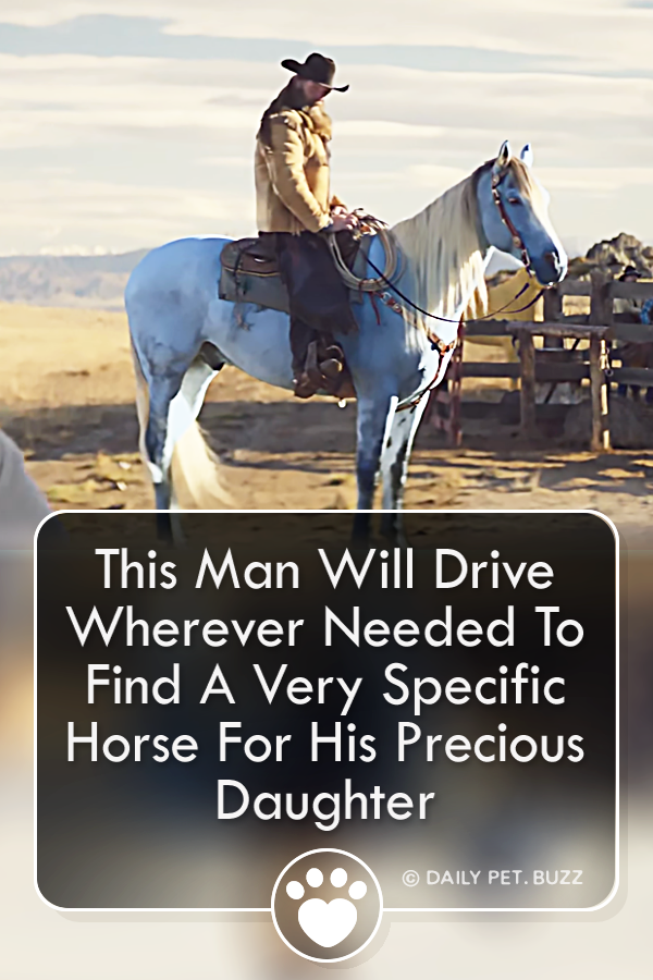 This Man Will Drive Wherever Needed To Find A Very Specific Horse For His Precious Daughter
