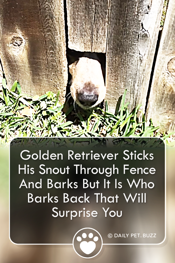 Golden Retriever Sticks His Snout Through Fence And Barks But It Is Who Barks Back That Will Surprise You