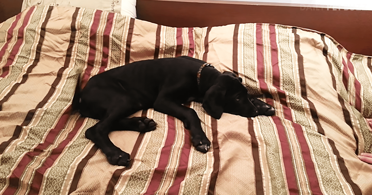 Puppy Woken Up At 3:30 AM – His Hilarious Reaction Has The Internet Doubled-Over With Laughter